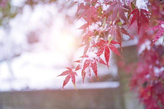 百年难遇“早立冬”来了<strong></p>
<p>神州泰岳股票</strong>!有啥讲究?早看早准备!