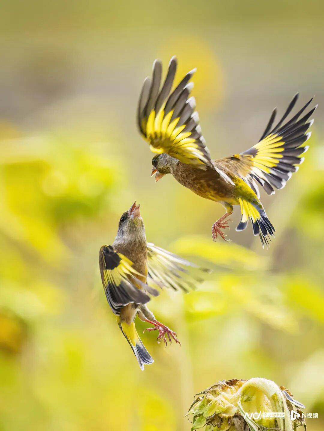 东莞最新发布:将严厉打击这些行为<strong></p>
<p>神州泰岳股票</strong>!