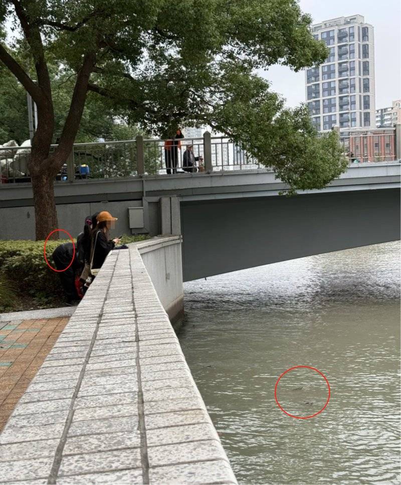 上海苏州河有人放生牛蛙？当地回应：严禁放生外来物种，市民可提供相关线索