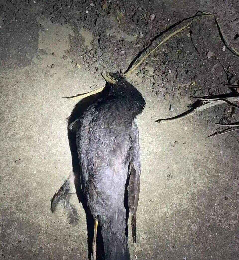 打开冰箱后民警懵了<strong></p>
<p>股票软件</strong>！男子"攒"了44只国家保护动物,供自己食用...