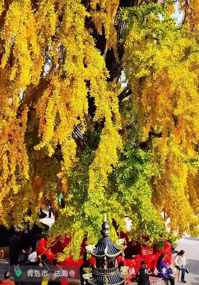 错过等一年!青岛1600岁“银杏王”满树金黄<strong></p>
<p>七匹狼股票</strong>,打卡的人“鼓”了