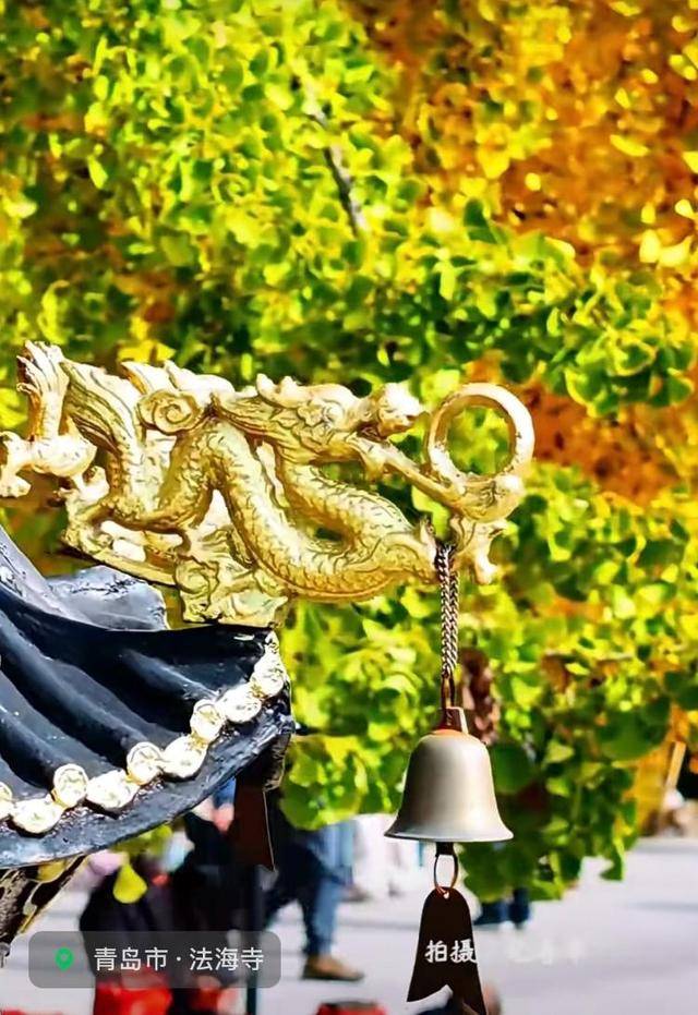 错过等一年!青岛1600岁“银杏王”满树金黄<strong></p>
<p>七匹狼股票</strong>,打卡的人“鼓”了