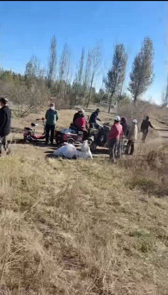 呼和浩特百亩向日葵被70多人哄抢?街道办:疑似缺少值守,被零星采摘发展到群体采摘