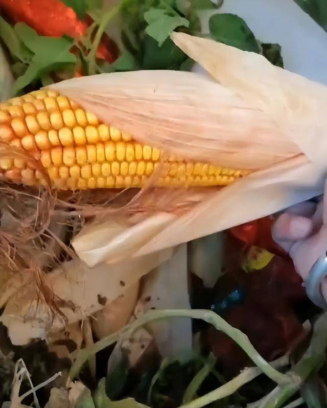 陕西一女子疑因拍亲姑姑偷玉米遭姑父棍杀<strong></p>
<p>中海达股票</strong>,邻居欲报警也遇害