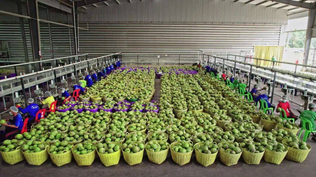 椰子水之外<strong></p>
<p>汇金科技股票</strong>,大公司争夺40亿元生椰市场