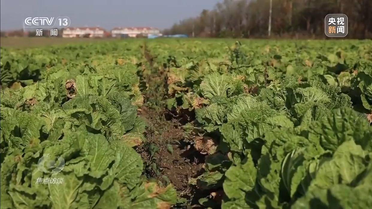 单棵售价超百元<strong></p>
<p>汇金科技股票</strong>，起底“套牌白菜”背后的销售套路