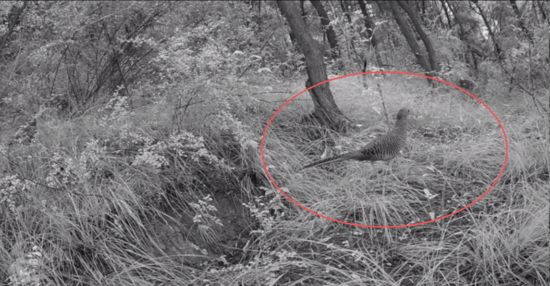 遂宁版“疯狂动物城”上线<strong></p>
<p>汇金科技股票</strong>!