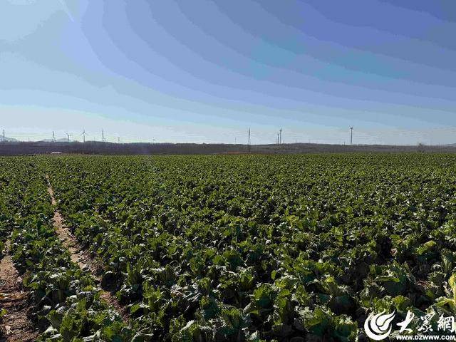 山东青岛：全国首批“板蓝根白菜”喜获丰收<strong></p>
<p>新北洋股票</strong>，正式上市！首批10万棵已被上海采购商“包圆”