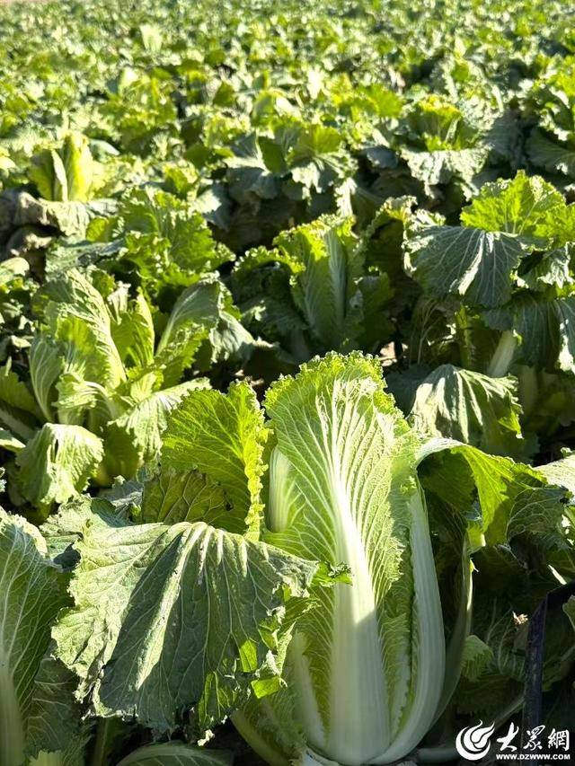 山东青岛：全国首批“板蓝根白菜”喜获丰收<strong></p>
<p>新北洋股票</strong>，正式上市！首批10万棵已被上海采购商“包圆”