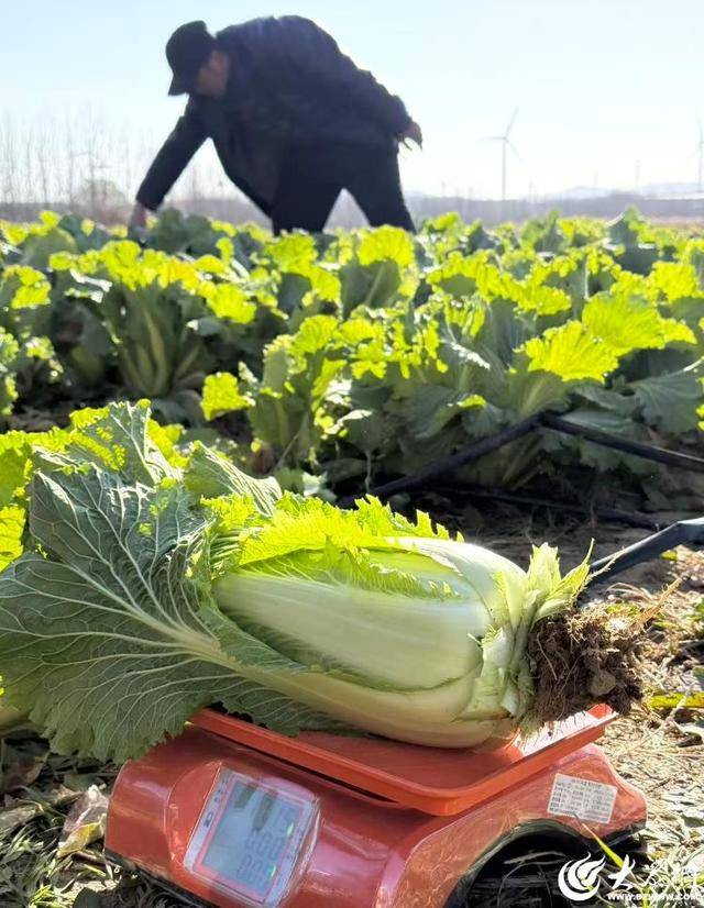 山东青岛：全国首批“板蓝根白菜”喜获丰收<strong></p>
<p>新北洋股票</strong>，正式上市！首批10万棵已被上海采购商“包圆”