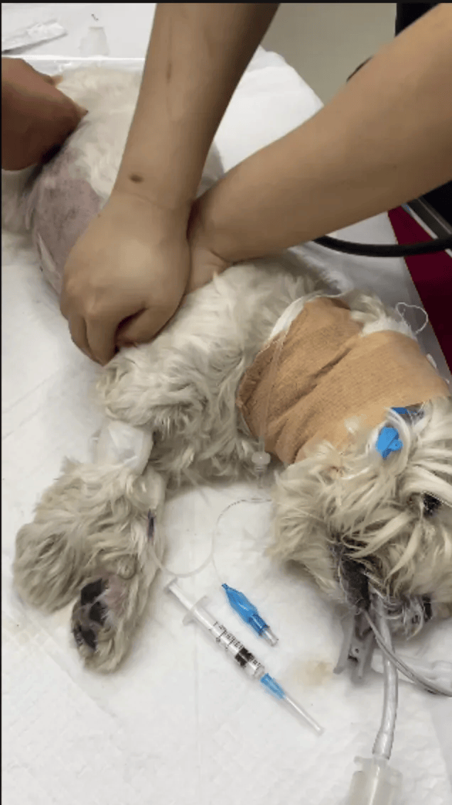 在小区投毒致9条狗死亡<strong></p>
<p>深圳能源股票</strong>，男子获刑4年！