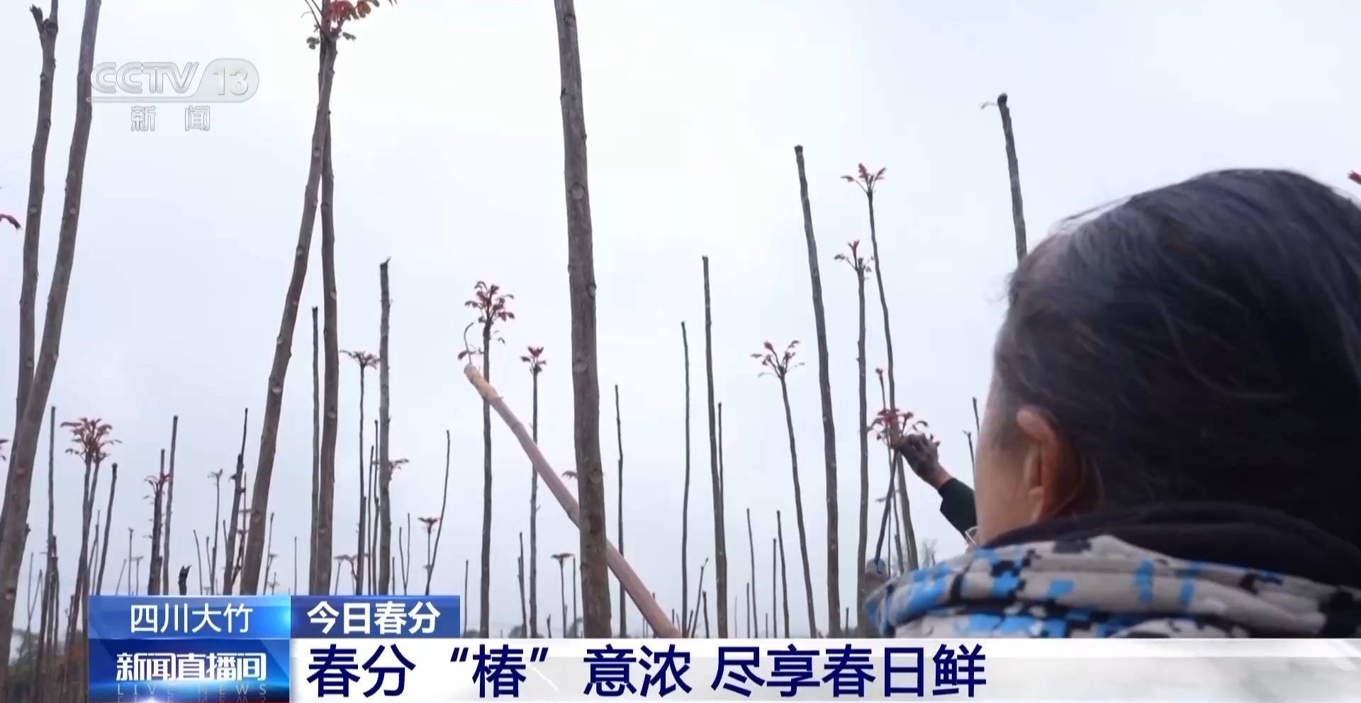 蒸、煎、拌、酿……一口鲜菜如何“锁”住春天<strong></p>
<p>峨眉山股票</strong>？